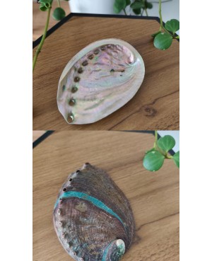 Coquille d'Ormeau
