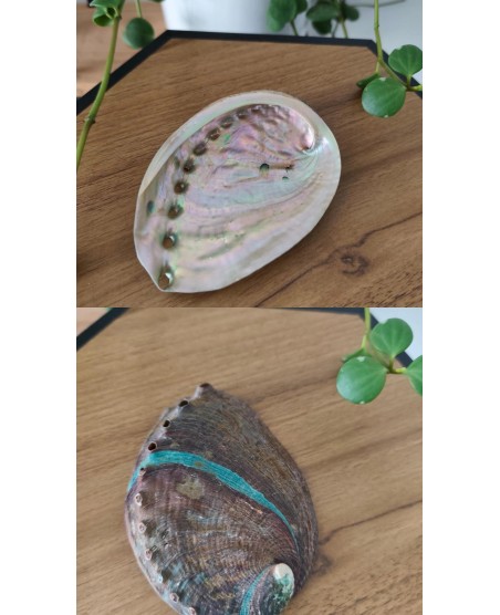 Coquille d'Ormeau